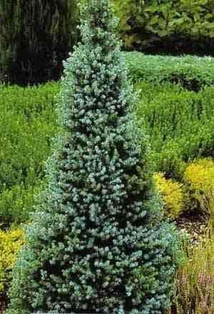 Picea glauca 'Zuckerhut' Shrub with regular, conical habit grows up to 1.