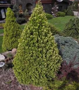 Picea mariana 'Nana' Dwarf shrub, with flat-spherical conformation, older specimens produce a guide and are widely conical. Needles blue-green, short to 1.