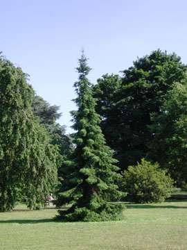 Picea omorika 'Karel' Dwarf shrub dense, spherical conformation, growing approximately 10 cm per year.