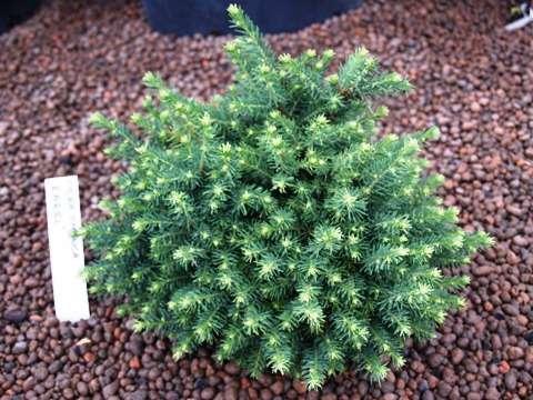 Picea omorika 'Nana' A small tree grows up to 4 m high and 3 m wide increments above about 5 cm per year of wide conical habit.