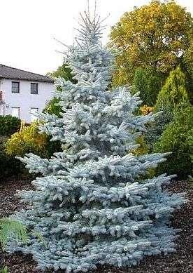 Tree, growing up to 15 m high and 3 m width in increments of about 15 cm per year with a dense, narrowly conical habit. Needles are long, stiff, prickly highly intensive silvery-blue color.