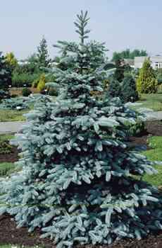 Picea pungens 'Maigold' Tree of irregular broad-conical habit, fairly strong growth, grows annually about 25 cm in height.