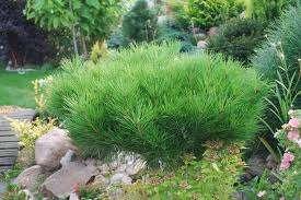 Pinus densiflora 'Jane Kluis' A small tree with a spherical, compact habit.
