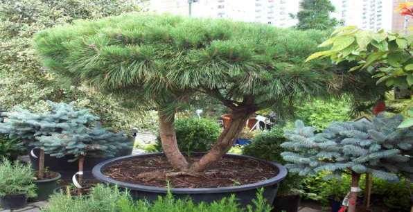 Pinus densiflora 'Pumila' Slow-growing tree, with a rounded habit, originating in Japan.