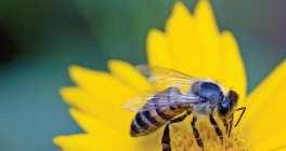 Colony Collapse Disorder >25% of the honey bee population has disappeared since 1990 and there is little indication to the root cause