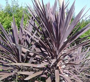 White, purple Capsules w/ 2-cells and many small seeds Shrubs or trees, often very small Branches w/ conspicuous leaf scars Smaller leaved cvs hardier Moved to Veronica and back to Hebe Cordyline