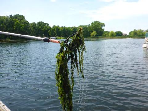 Pictures of Aquatic Plant Conditions