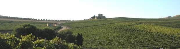 Ceuso is world renowned for four delicious wines that we will sample all over a