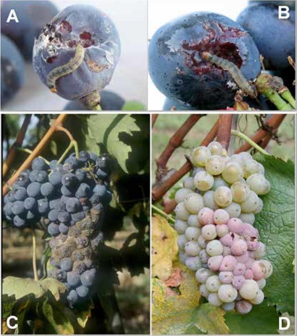 EGVM larval feeding causes bunch rot which substantially degrades wine