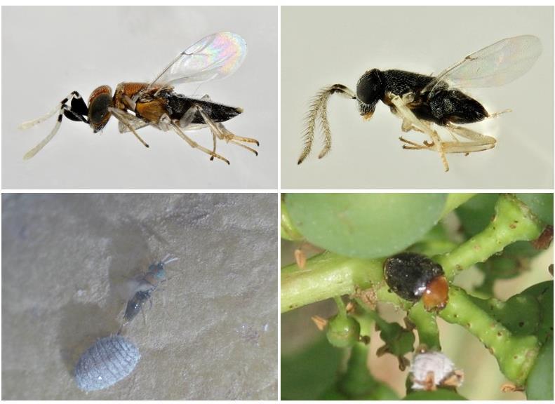 PLANOCOCCUS FICUS MANAGEMENT IN GUADO AL TASSO The strategy for P. ficus included the release of two Biological Control Agents (BCAs), the Encyrtid parasitoid Anagyrus sp.