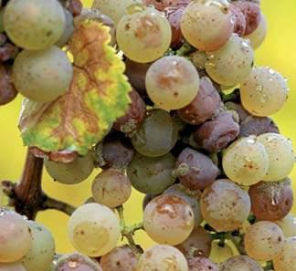 WHITE BORDEAUX - SWEET SAUTERNES Sauternes is arguably the most famous region in the world for dessert wines.