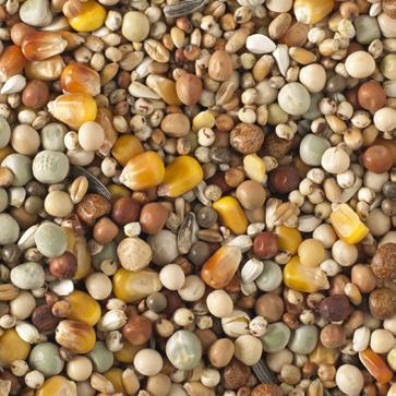 Safflowerseed 7 Vetches 7 Maple peas 5 4 5 AVEVE mixtures AVEVE cleansing A varied, light mixture with a lot of barley Has a cleansing effect on the pigeons Can be fed year round to