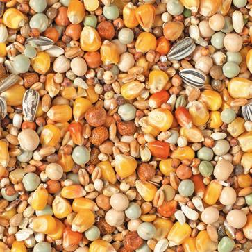 Peas green small 5 Sunflowerseed striped 4 Dunpeas 3 10 Vetches 2,5 Mung Beans 2 Linseed 1 Canary seed 1 Rapeseed 1 Millet yellow 1 Composition: Maize popcorn 25 Wheat 10 Peas green 10 Dari 10 11