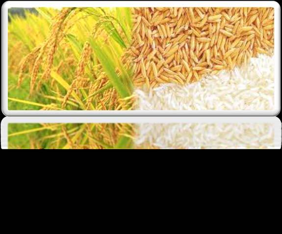 Brown rice contains the entire grain of rice including the brown