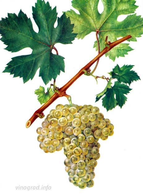 Most famous Armenian indigenous grape