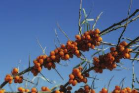IndIan summer sea buckthorn, seaberry, sandthorn Height: 5 m (16 ft.) Spread: 3.5 m (12 ft.) Recommended Spacing: 1 m (3 ft.