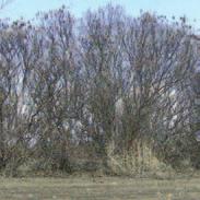 reduce erosion and trap snow. Villosa lilac can also be planted as a single or multiple row field shelterbelt.