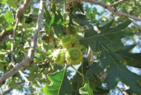 bur oak Quercus macrocarpa oak Height: 20 m (65 ft.) Spread: 6 m (20 ft.) Recommended Spacing: 2.5 m (8 ft.