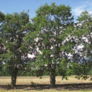 eastern Saskatchewan Bur oak is a medium-sized tree that grows best on deep, moist, medium-textured soils.