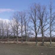 When planted on dry sites, bur oak may become stunted or even reduced to the extent of becoming a shrub.