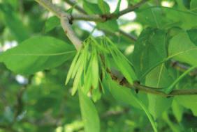 green ash Fraxinus pennsylvanica plains green ash Height: 15 m (50 ft.) Spread: 6m (20 ft.) Recommended Spacing: 2.