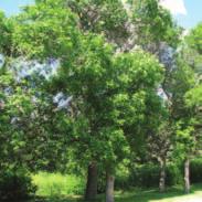 ) Growth Rate: moderate Lifespan: 50 years+ Note: susceptible to 2,4-D drift Origin: native Green ash is a medium sized