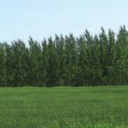 Trees on dry sites will be smaller and slower growing than those on moist sites.