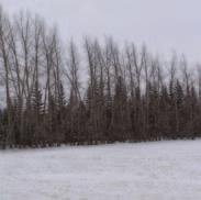 In farmyard shelterbelts, hybrid poplar reduces wind erosion and traps snow; reduces environmental stress in livestock; and increases the availability