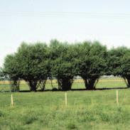 willow is a medium-sized multi-stemmed tree that performs best on moist, well-drained sites but will