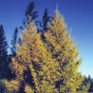 On sites with high water tables, growth of Siberian larch can approach 50 to 75 cm (20 to 30 in.) annually. Larch is tap-rooted and somewhat drought tolerant once established.