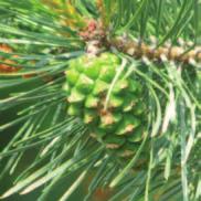 sylvestris Scots pine is a tall tree that grows on well-drained, moist sites; best growth occurs on light to medium textured soils in full sun.