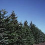 Colorado spruce Picea pungens blue spruce Height: 18 m (60 ft.) Spread: 6 m (20 ft.) Recommended Spacing: 3.5 m (12 ft.