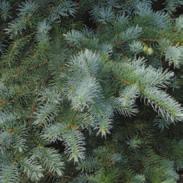 Also, protection is required during establishment. Needles are relatively short and sharp, and like all spruce, occur singly.