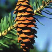 The needles are green, short, occur singly, and are not as sharp as those of the Colorado spruce.