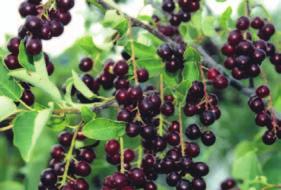 black-fruited ChokE ChERRy, wild ChERRy Choke Cherry Prunus virginiana var. melanocarpa Height: 7 m (23 ft.) Spread: 3.5 m (12 ft.) Recommended Spacing: 1 m (3 ft.