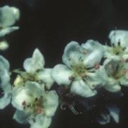 Showy white flower-clusters bloom in May to July followed by small, red or orange-yellow apple-like fruit (haws).