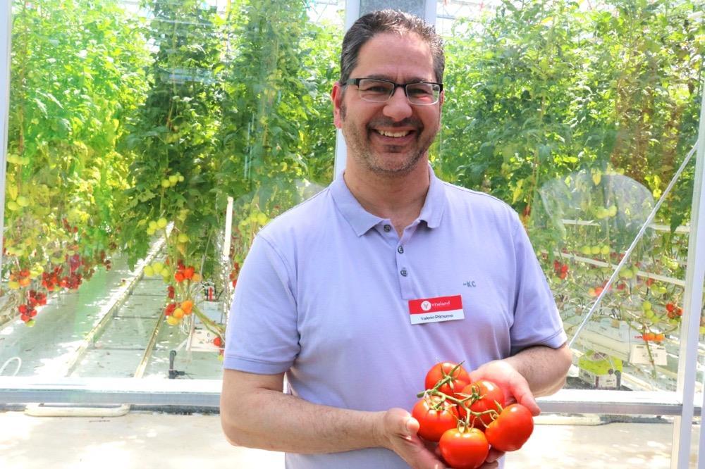 Photo: John Greig What do Ontarians like in a tomato? Some like a tough skin and viscous inside. Others like sweetness and softness.