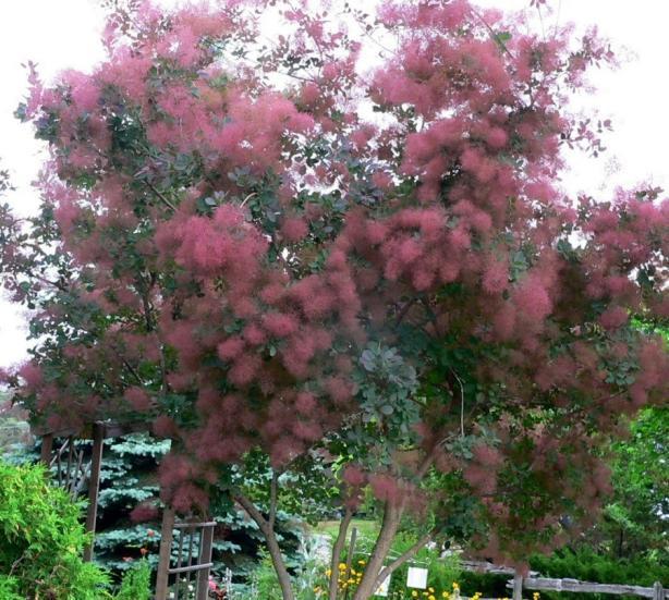 I m a Cotinus obovatus, but you might know me better as an... American Smoketree At maturity I will be about 20-30 feet tall and 20-30 feet wide.