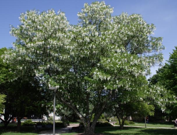 I m a Cladrastis kentukea, but you might know me better as an... American Yellowwood At maturity I will be about 30-50 feet tall and 40-55 feet wide.