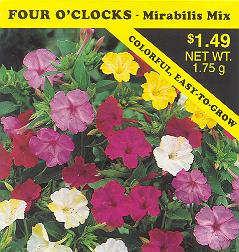 Mirabilis jalapa Also called Marvel of Peru, it is a South American native that is easily grown from seed.