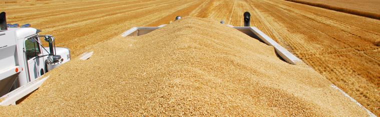 U.S. DDGS Exports Underperform in Early 2016 U.S. exports of DDGS (distiller s dried grains and soluble) have soared in recent years from 1 million tons in 2006 to more than 12 million tons in 2015, according to data from IHS Global Trade Atlas.