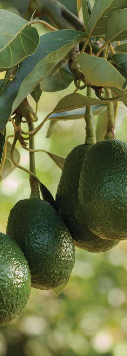 THE AVOCADO EXPERTS A leading multinational supplier of fresh subtropical fruit and related products, Westfalia Fruit grows, sources and ripens, packs, processes and markets sustainably-grown