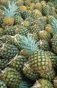 Pineapple November/December 2015 Usually, pineapple demand is fairly low in November, and this was confirmed once more this year.