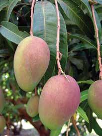 Mango November/December 2015 In November, the European mango market remained dependent on Brazilian volumes, the sole source available at this time of year after the abrupt end to the Spanish