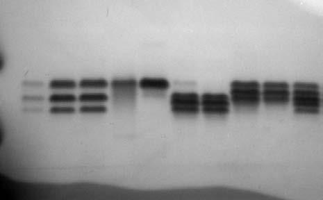 clonal lineages (phenotype) SSR genotype