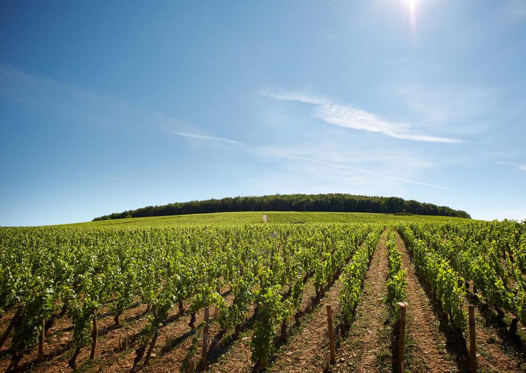 THE DOMAINE The road from Aloxe-Corton to Pernand-Vergelesses is a gentle right-hand sweep which runs like a contour line on a map around the hill of Corton.