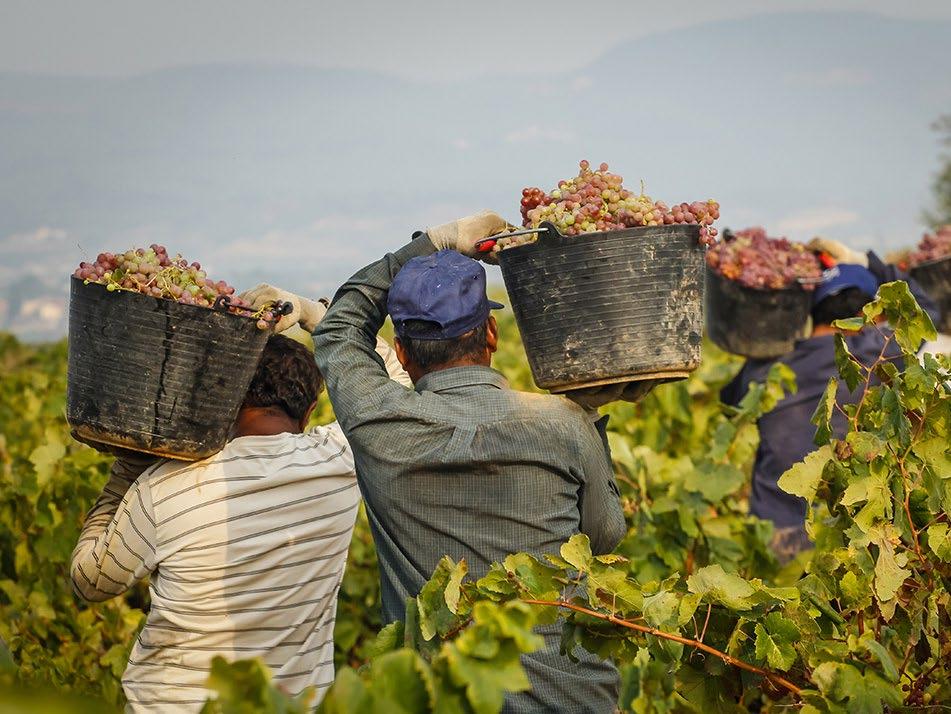 The purpose of the first harvest is to achieve the best of the fruit, while keeping the alcohol content low. 3harvests The second harvest provides the freshest aromas.