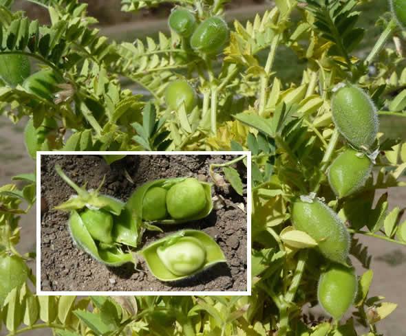 Chickpeas, Cicer arietinum, are part of the domestication of several important plants in the Near East,