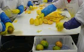 Optimal Conditions for Mango Ripening-1 Optimal Conditions for Mango Ripening-2 Fruit temperature is the most important factor in ripening mature mangos.