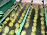 in turn The mangos are inspected by USDA APHIS